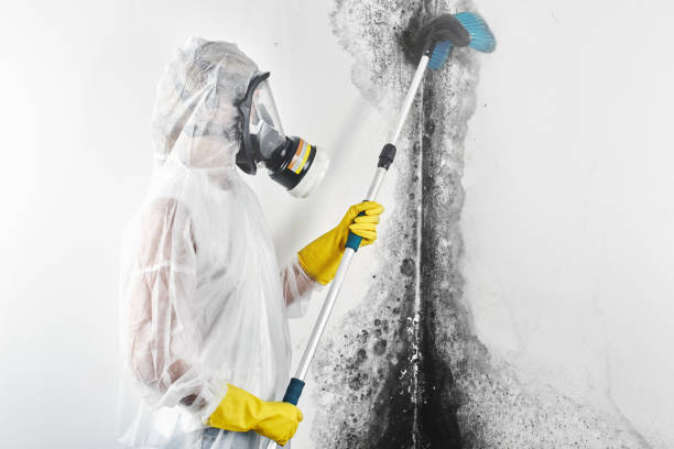 Best Mold Remediation for Healthcare Facilities  in Mount Ida, AR